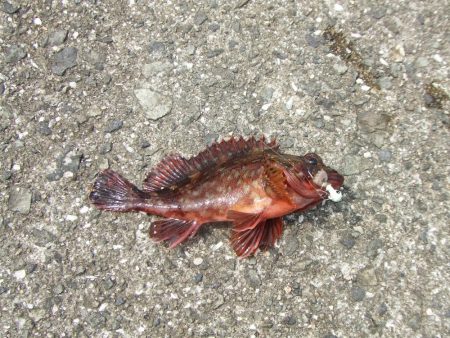 3年ぶりの淡路島　根魚に遊んでもらいました。