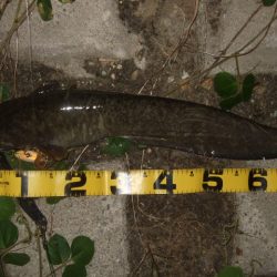 今シーズン初釣行で大鯰