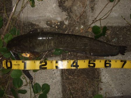 今シーズン初釣行で大鯰