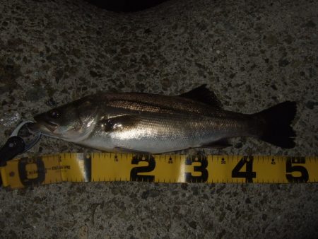 シーバスプラグでメバリング