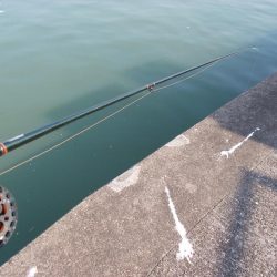 和歌山市某所で落とし込み 真チヌ43cm以下計2枚