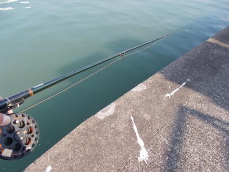 和歌山市某所で落とし込み 真チヌ43cm以下計2枚