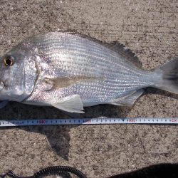 和歌山市某所で落とし込み　真チヌ４0ｃｍ以下計4枚,45cmヘダイ×１