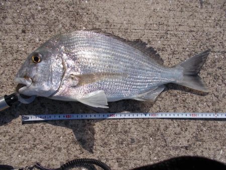 和歌山市某所で落とし込み　真チヌ４0ｃｍ以下計4枚,45cmヘダイ×１