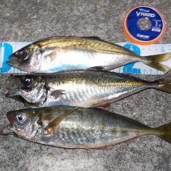 キスゲーム・アジング