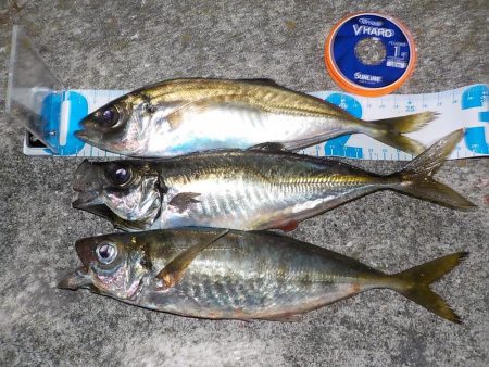 キスゲーム・アジング