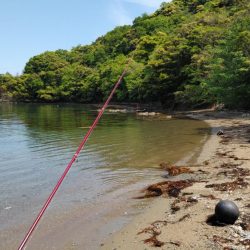 鯉川でのキス釣り