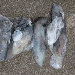 春のアオリイカ