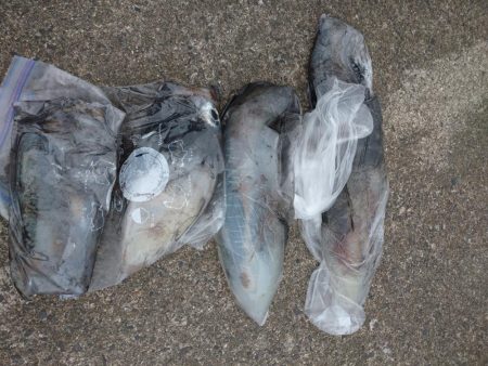 春のアオリイカ