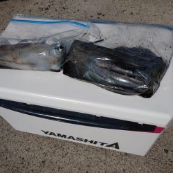 アオリイカエギング好調