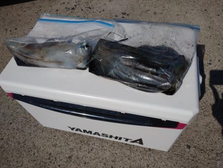 アオリイカエギング好調