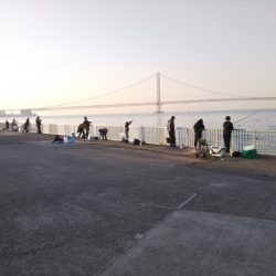 メバル活性高し