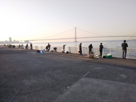 メバル活性高し