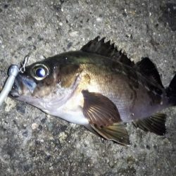 潮止まりのタイミングで連発