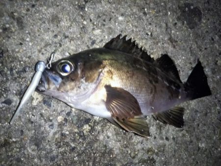 潮止まりのタイミングで連発