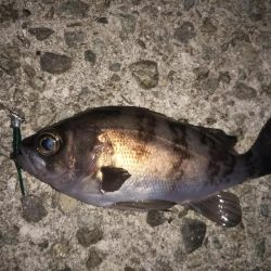 朝マズメ短時間釣行