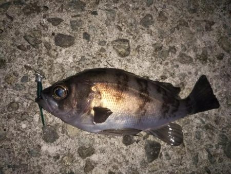 朝マズメ短時間釣行