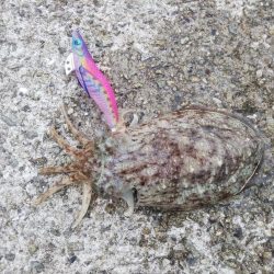 メバル&コウイカ