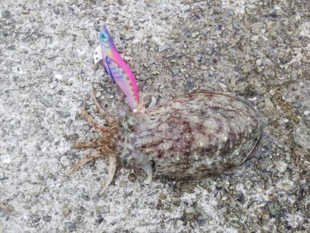 メバル&コウイカ