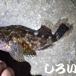 広く探ってきました。