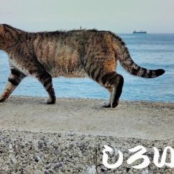 狙いのチヌは不発。