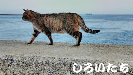 狙いのチヌは不発。