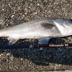 イワシ大量発生