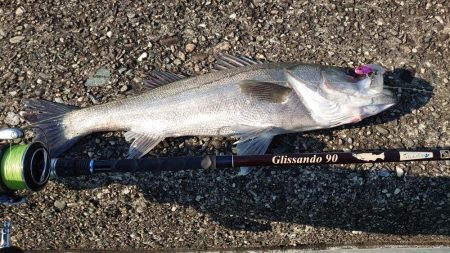 イワシ大量発生