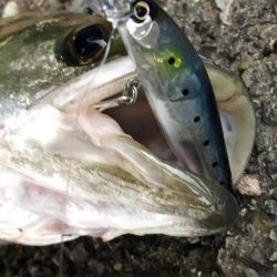 久しぶりのシーバス釣り