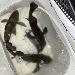 プラグでメバリング