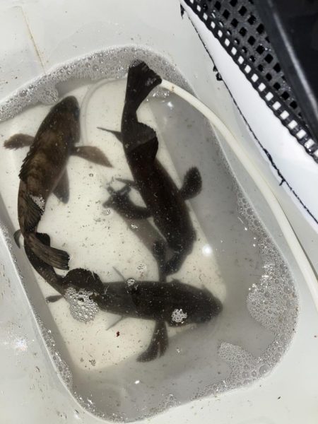 プラグでメバリング