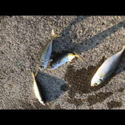 夕マヅメアジング