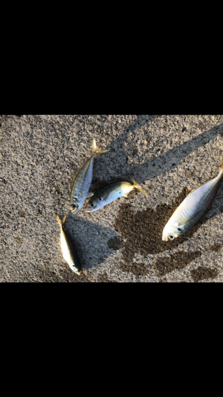 夕マヅメアジング