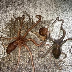 【タコング】三連発