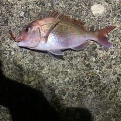 アジングと不意の大物