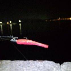 ガシリングのキビレ