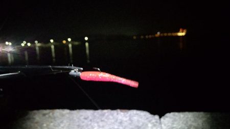 ガシリングのキビレ