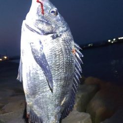 ガシラからのおチヌ様