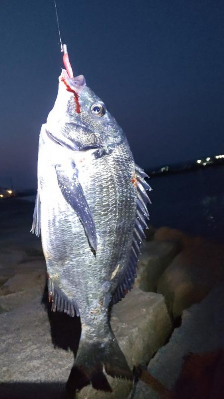 ガシラからのおチヌ様