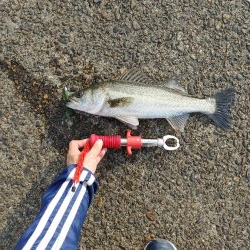 シーバス40cm シーズン前の一匹