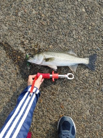 シーバス40cm シーズン前の一匹