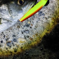 8か月ぶりのシーバスは爆釣でした