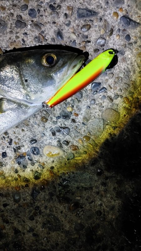 8か月ぶりのシーバスは爆釣でした