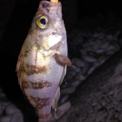 穴釣り、フロートリグ