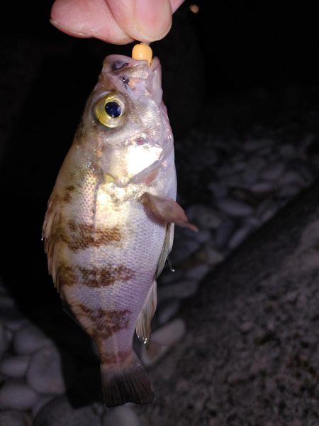 穴釣り、フロートリグ