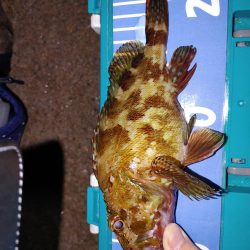 ストップアンドゴー！