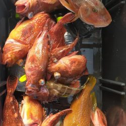 巻き巻きネギング