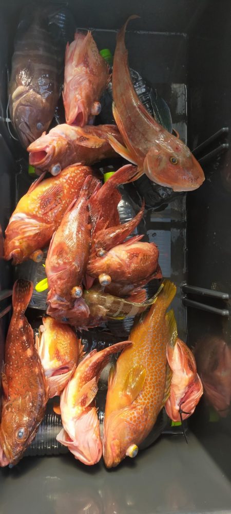 巻き巻きネギング