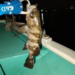 ３度目のボートメバルも爆釣！