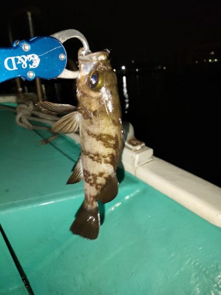 ３度目のボートメバルも爆釣！